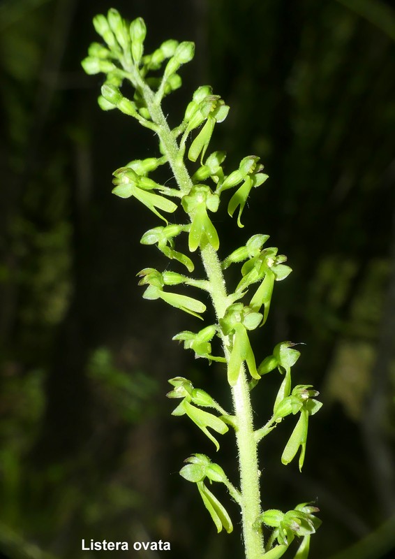 Le orchidee di Vallepietra nel Parco Naturale dei Monti Simbruini (Roma).